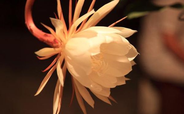 昙花的花语是甚么,昙花花语大全