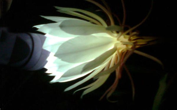 昙花的花语是甚么,昙花花语大全