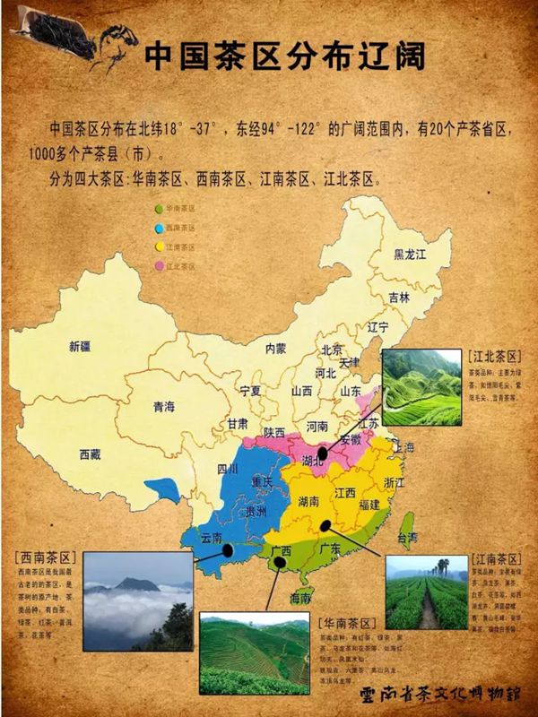 茶树为甚么生南不生北,天下茶叶产区散布图一览