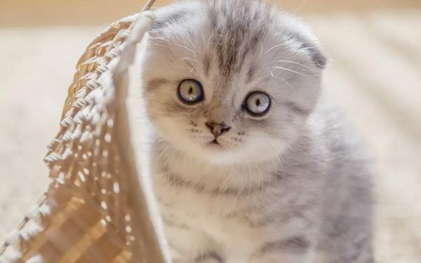 折耳猫为甚么不能养,不能养折耳猫是怎样回事
