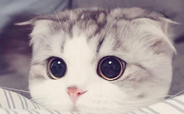 折耳猫为甚么不能养,不能养折耳猫是怎样回事