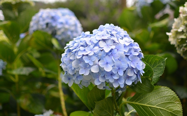 绣球花为甚么又叫死人花,绣球花的花语和意味