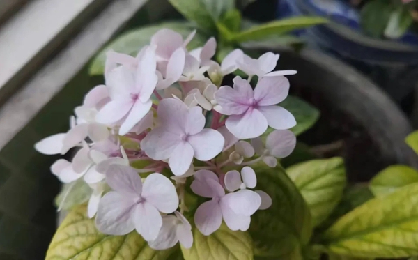 绣球花为甚么又叫死人花,绣球花的花语和意味