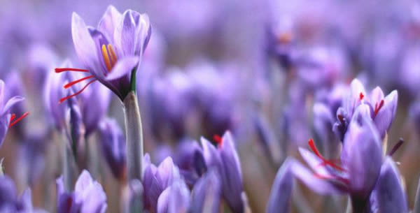 藏红花的花语和寄意