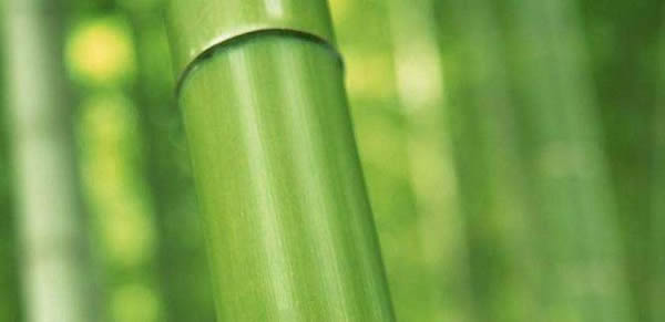 竹子的寄意和意味