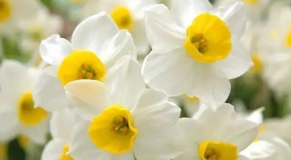 水仙花的花语,水仙花的寄意和意味是甚么