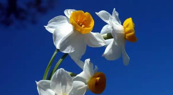 水仙花的花语,水仙花的寄意和意味是甚么