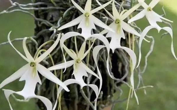 兰花的花语,兰花的寄意和意味是甚么