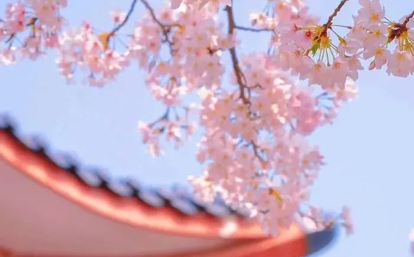 樱花的花语是甚么,樱花的寄意和意味是甚么