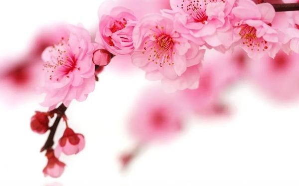 樱花的花语是甚么,樱花的寄意和意味是甚么