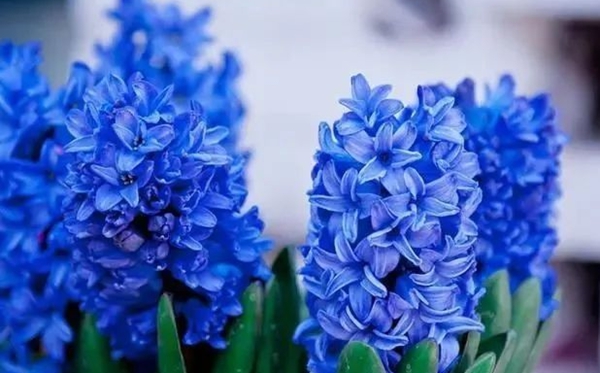风信子的花语,风信子的寄意和意味是甚么
