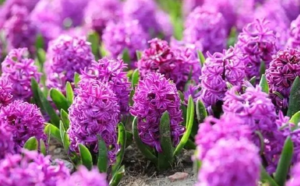 风信子的花语,风信子的寄意和意味是甚么