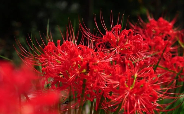 此岸花的花语和寄意是甚么