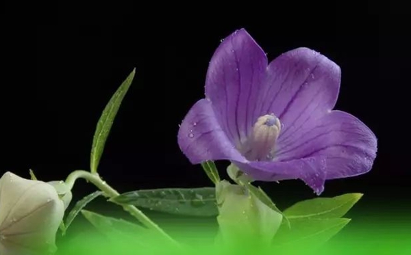 桔梗花的花语和寄意是甚么