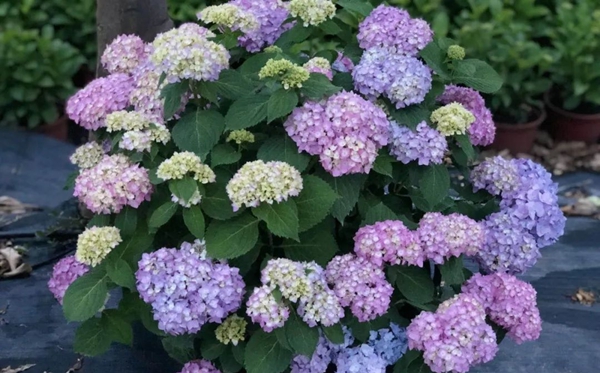 绣球花的花语和寄意是甚么