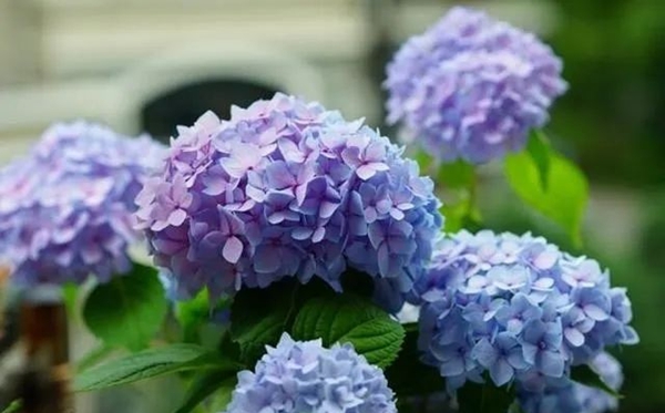 绣球花的花语和寄意是甚么