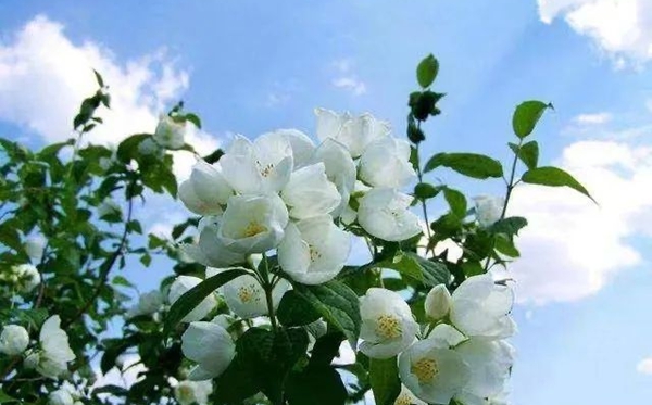 茉莉花花语,茉莉花的寄意和意味是甚么