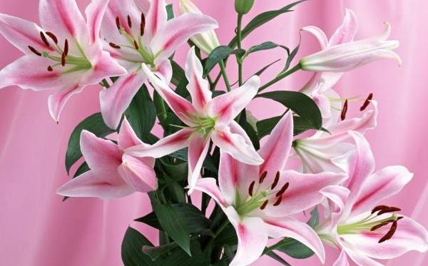 百合花的花语和寄意,百合花代表甚么意思