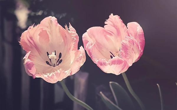 玫瑰花花语和寄意,玫瑰花意味着甚么