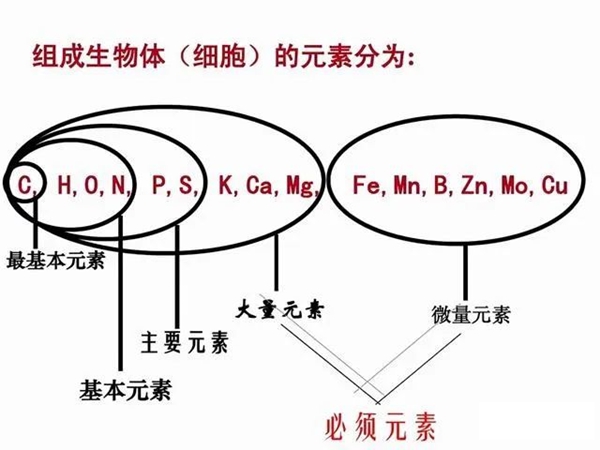 硅基生物是甚么意义,硅基生物和碳基生物的区分是甚么