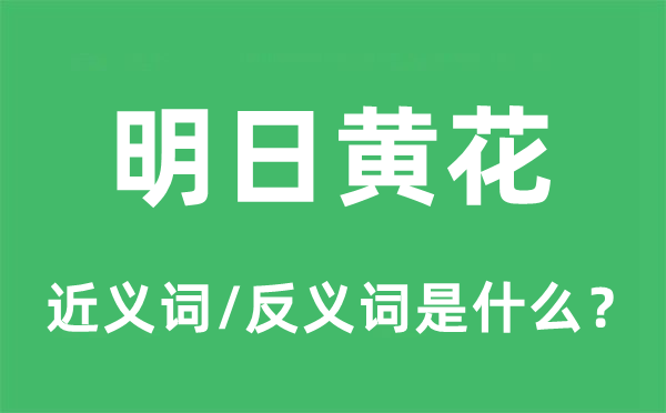 嫡黄花的近义词和反义词是甚么,嫡黄花是甚么意义