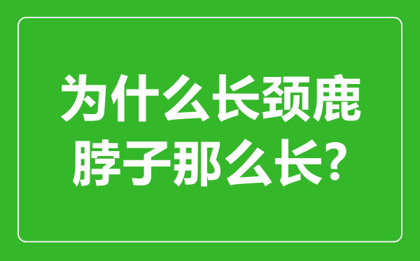 为甚么长颈鹿的脖子那末长,长颈鹿脖子最长几米