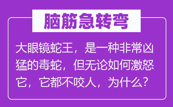 脑子急转弯：大眼镜蛇王，是一种很是凶悍的毒蛇，但不管若何激愤它，它都不咬人，为甚么？