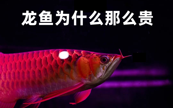 龙鱼为甚么那末贵,龙鱼价钱贵的缘由